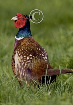 Cock Pheasant DM0525